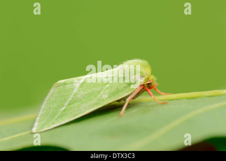 Argento Verde-linee Foto Stock