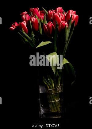 Foto di tulipani rossi nel vaso su sfondo nero. Foto Stock