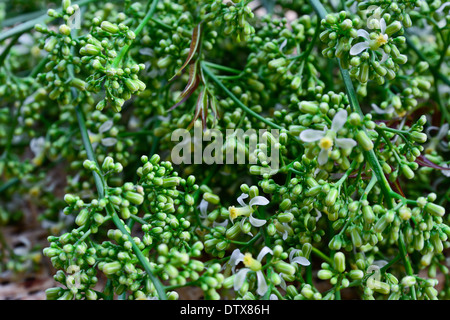 Neem foglie e fiori in cesto di bambù Foto Stock