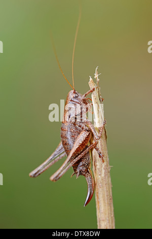 Dark Bush-cricket Foto Stock