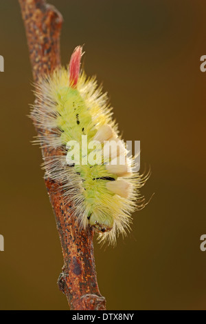 Pale Tussock Moth Foto Stock