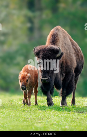 Bisonte americano Foto Stock