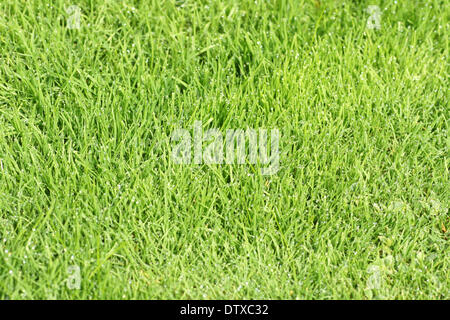 Prato, erba gocce di rugiada Foto Stock