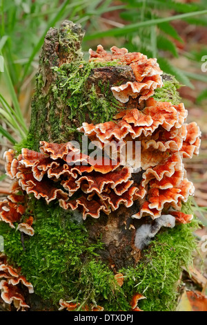 Spurgo crosta di quercia Foto Stock