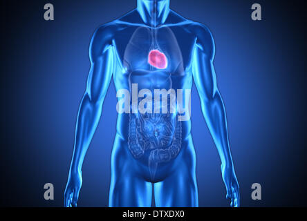 Blu digitale umano con cuore evidenziata Foto Stock