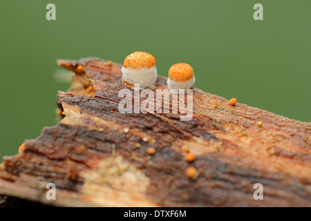 Common Bird's Nest fungo Foto Stock