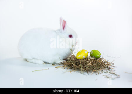 Coniglietto bianco accanto a nido di uova di pasqua Foto Stock