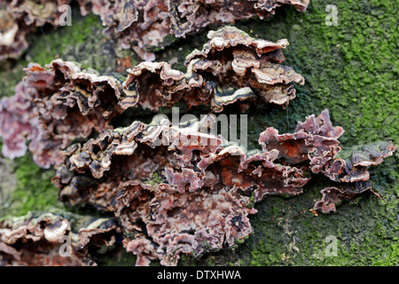 Foglia Argento malattia Foto Stock