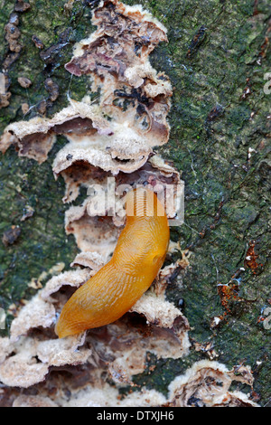 Istrice Slug Foto Stock