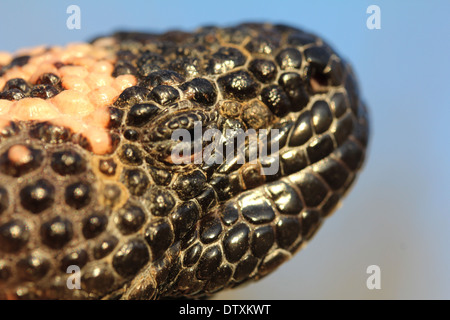 Mimetizzati Gila monster nel deserto di Sonora in Arizona Foto Stock
