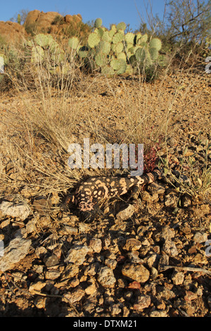 Mimetizzati Gila monster nel deserto di Sonora in Arizona Foto Stock