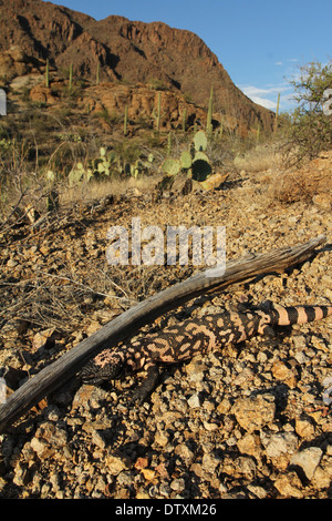 Mimetizzati Gila monster nel deserto di Sonora in Arizona Foto Stock
