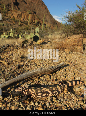 Mimetizzati Gila monster nel deserto di Sonora in Arizona Foto Stock