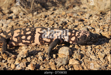 Mimetizzati Gila monster nel deserto di Sonora in Arizona Foto Stock