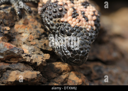 Mimetizzati Gila monster nel deserto di Sonora in Arizona Foto Stock