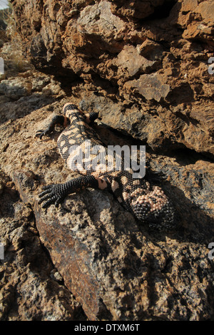 Mimetizzati Gila monster nel deserto di Sonora in Arizona Foto Stock