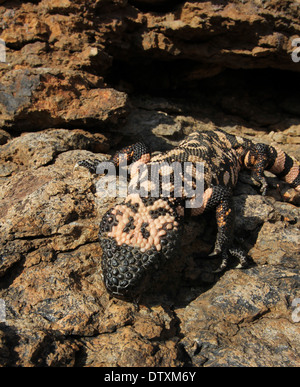 Mimetizzati Gila monster nel deserto di Sonora in Arizona Foto Stock