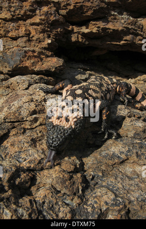 Mimetizzati Gila monster nel deserto di Sonora in Arizona Foto Stock