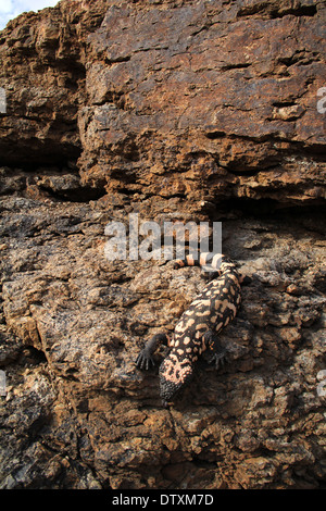 Mimetizzati Gila monster nel deserto di Sonora in Arizona Foto Stock