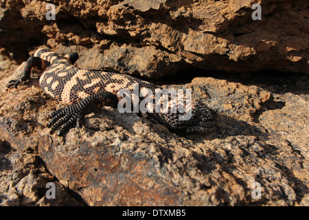 Mimetizzati Gila monster nel deserto di Sonora in Arizona Foto Stock