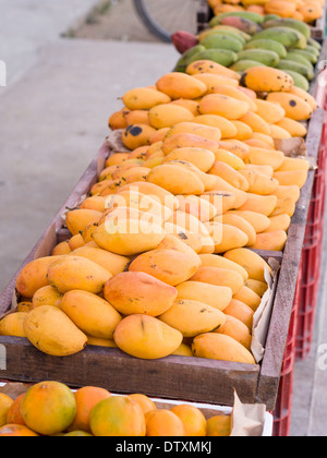 Giallo mango in vendita. Una tabella di visualizzazione di fronte a un negozio di produrre con un display di ripe mango fresco. Foto Stock