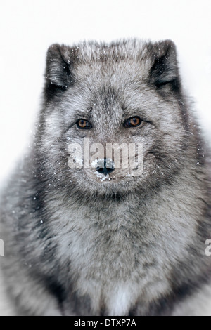 Volpe artica Foto Stock