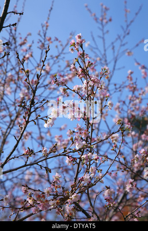 Fiori di ciliegio Foto Stock