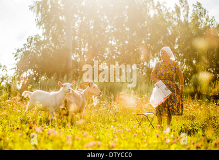 La donna caucasica tendente capre nel campo Foto Stock