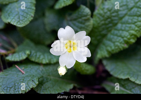 Primula vulgaris. Primule sul pavimento del bosco. Foto Stock