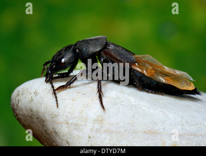 Close up di un Devil's coach cavallo beetle,Staphylinus olens. Foto Stock