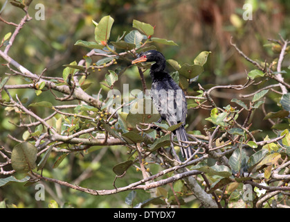 Long-tailed cormorano arroccato nella struttura ad albero in Uganda Foto Stock