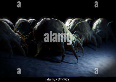 Gli acari della polvere Foto Stock