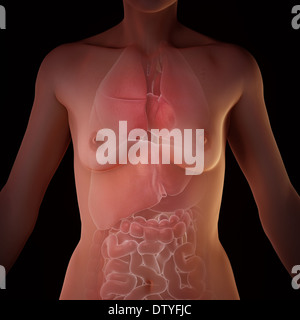 Anatomia femminile Foto Stock