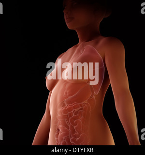 Anatomia femminile Foto Stock