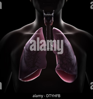 Anatomia del polmone Foto Stock
