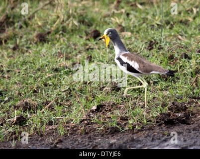 Bianco-incoronato pavoncella in Uganda Foto Stock