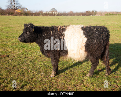 Razza rara Belted Galloway Beef allevamento di bestiame a Lux farm, Kesgrave, Suffolk, Inghilterra Foto Stock