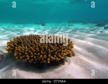 Acropora colonia di corallo a Undine Reef, Great Barrier Reef Marine Park, Queensland, Australia Foto Stock