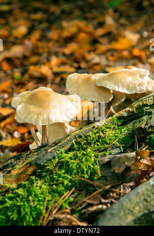 Piccoli funghi ombrellino in Sussex, Regno Unito Foto Stock