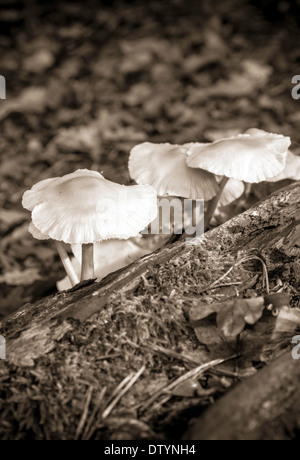 Di piccole dimensioni e di colore bianco un ombrellone di funghi in Sussex, Regno Unito Foto Stock