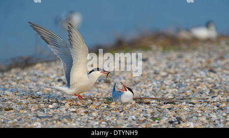 Tern comune (Sterna hirundo), maschio di consegnare un dono nuziale per una femmina, allevamento colonia su una banca di shell Foto Stock