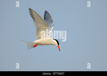 Tern comune (Sterna hirundo) in volo, Wagejot Riserva Naturale, Texel, West Isole Frisone, provincia Olanda Settentrionale Foto Stock