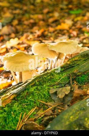 Piccoli funghi ombrellino in Sussex, Regno Unito Foto Stock