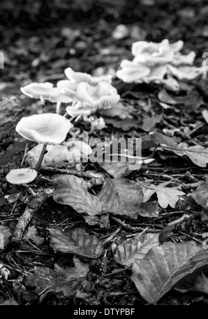 Di piccole dimensioni e di colore bianco un ombrellone di funghi in Sussex, Regno Unito Foto Stock