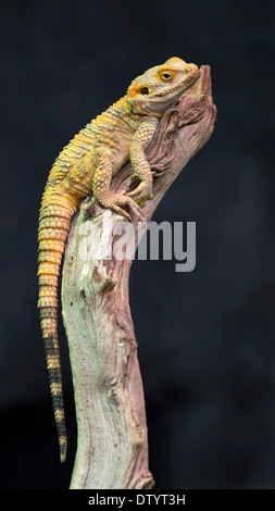 Dipinto AGAMA SA o starred AGAMA SA (Laudakia stellio), Butterfly House Forgaria nel Friuli Venezia Giulia, provincia di Udine, Italia Foto Stock