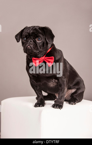 Black Pug indossando un fiocco rosso tirante Foto Stock