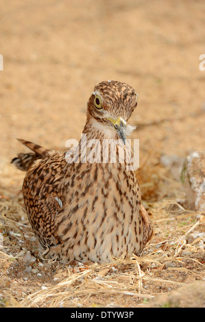 Avvistato thick-ginocchio (Burhinus capensis), seduta sulle uova, sul nido, nativo di Africa, captive, Germania Foto Stock