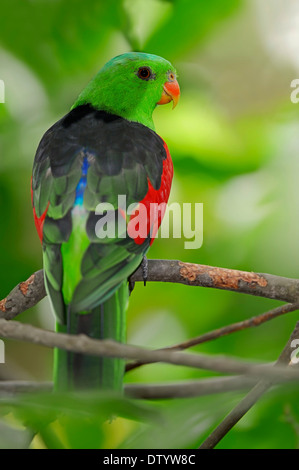 Rosso-winged Parrot (Aprosmictus erythropterus), maschio, nativo di Nuova Guinea e Australia, captive, Germania Foto Stock