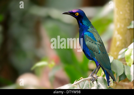 Viola Glossy Starling o viola Starling (Lamprotornis purpureus), nativo di Africa, captive, Germania Foto Stock