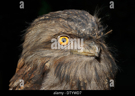 Bruno Frogmouth (Podargus strigoides), ritratto, nativo di Australia, captive, Germania Foto Stock